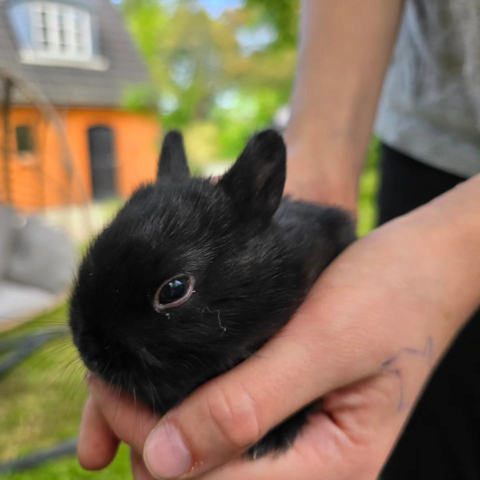 Kanin, Hermelin, 0 år