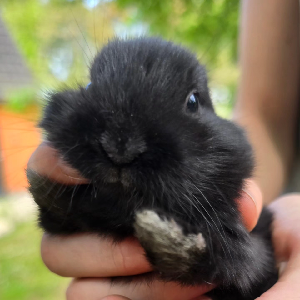 Kanin, Hermelin, 0 år