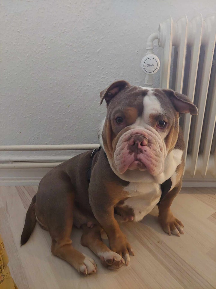 Old English Bulldog hund 3 år