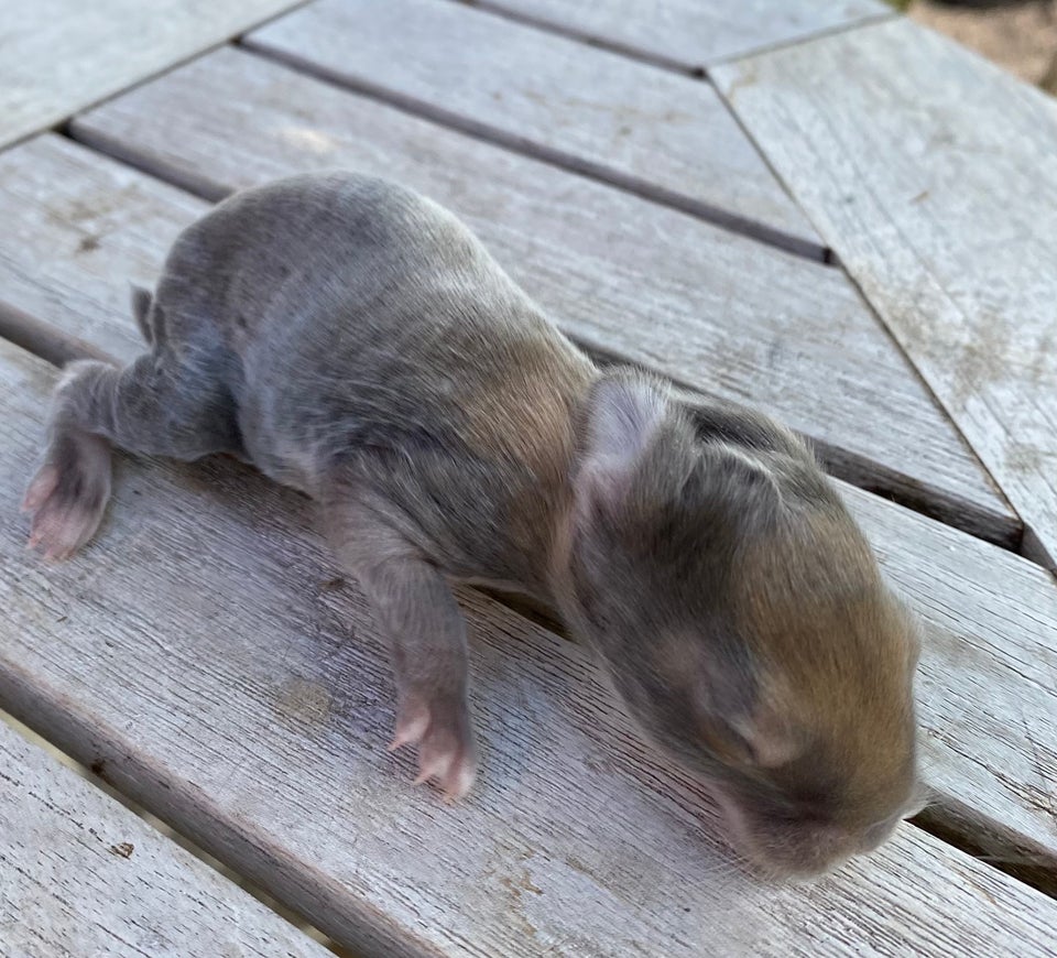 Kanin, FRANSK VÆDDER HUN