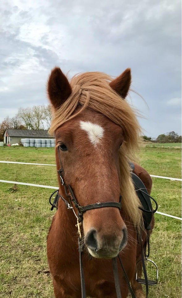 Islænder, vallak, 4 år