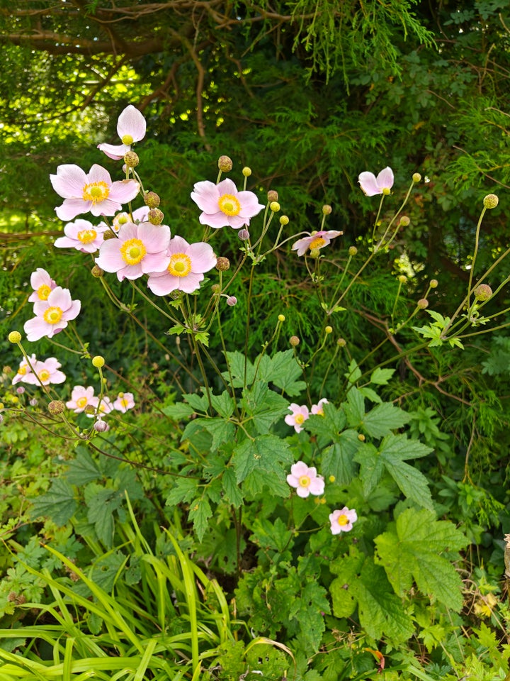 Stauder Høst anemoner