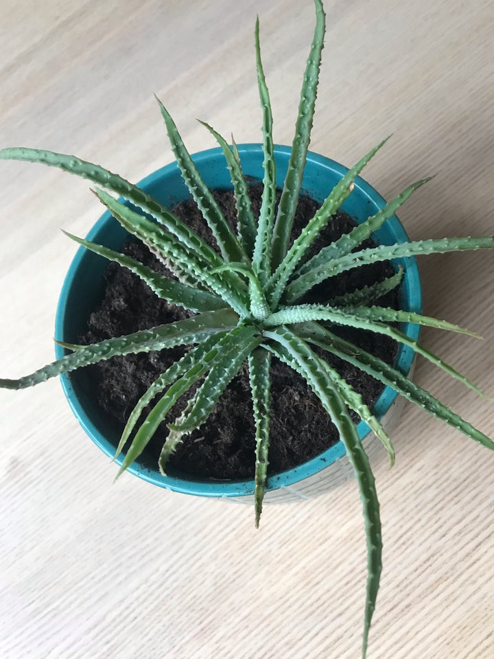 Aloe vera