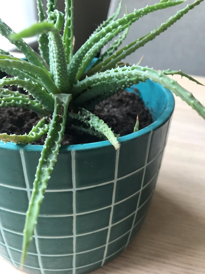 Aloe vera