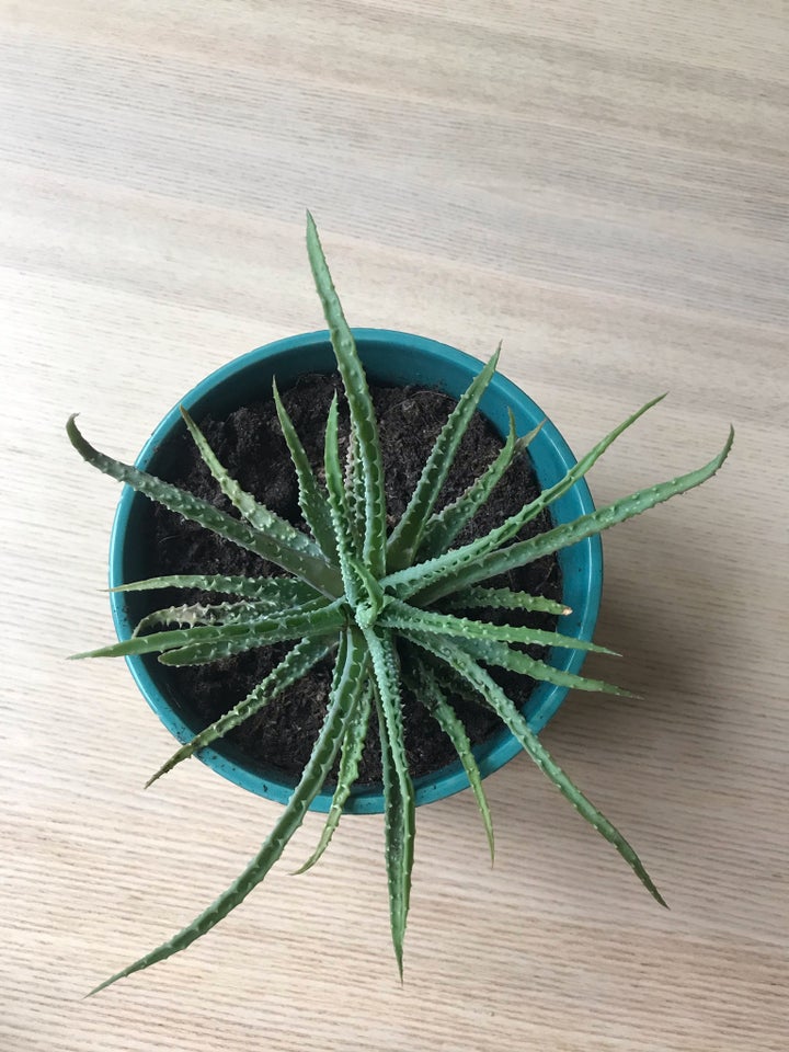 Aloe vera