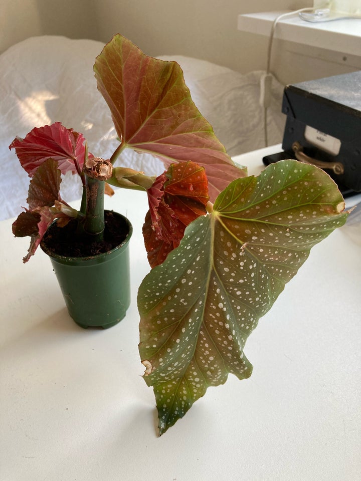 Polkaprikket begonia Stueplante