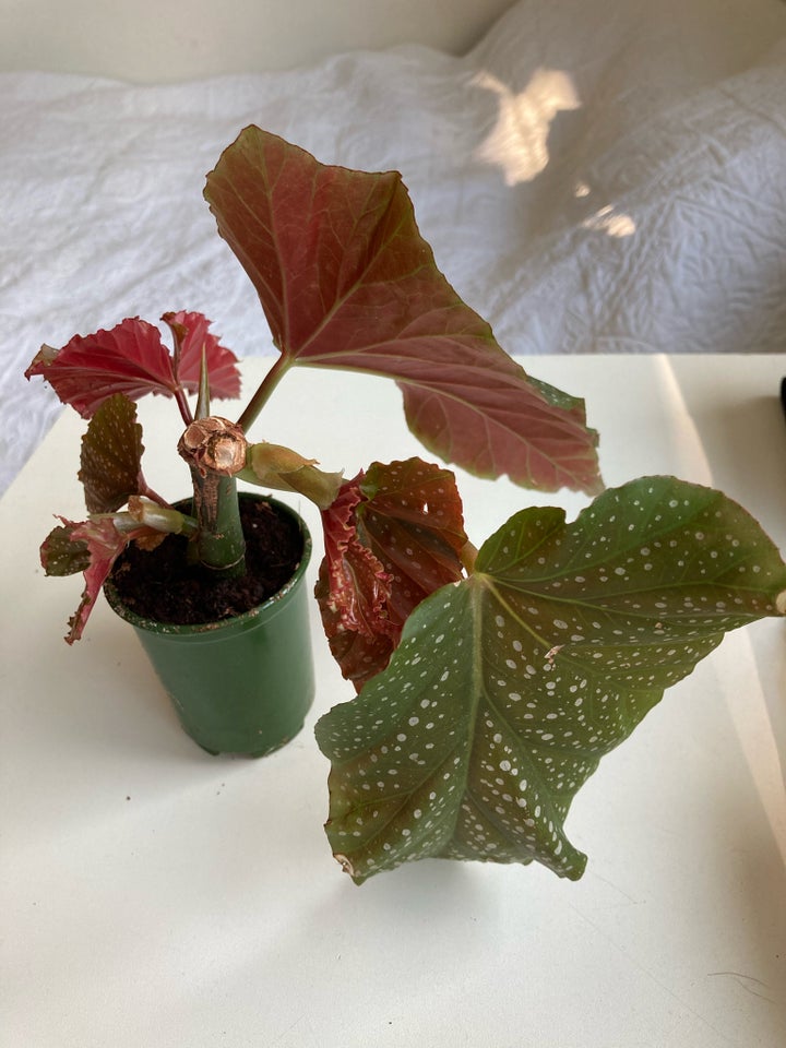 Polkaprikket begonia Stueplante