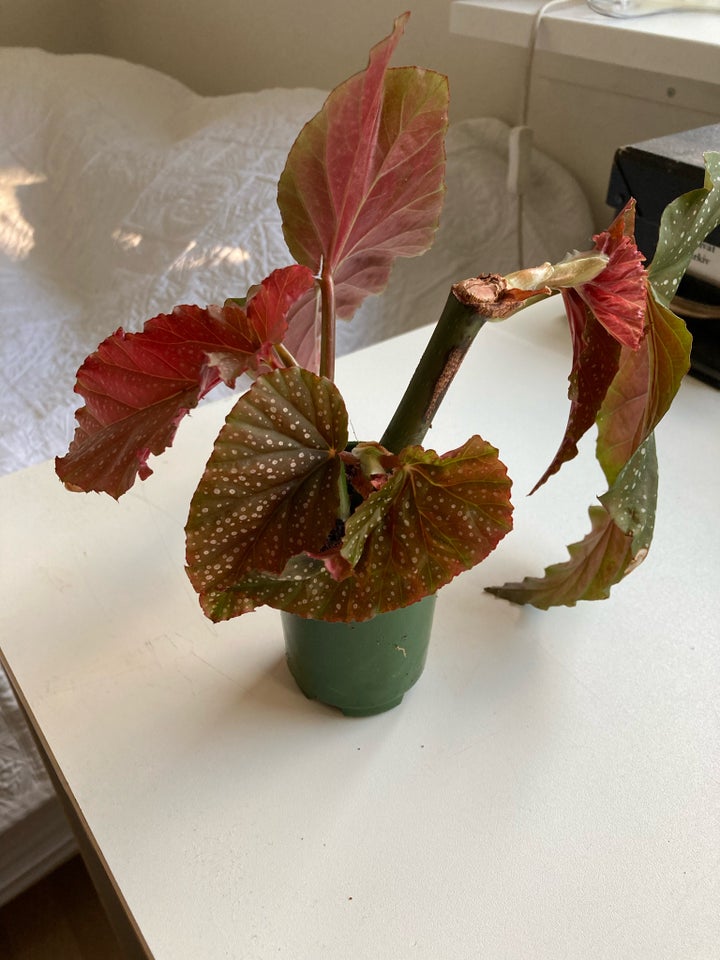 Polkaprikket begonia Stueplante