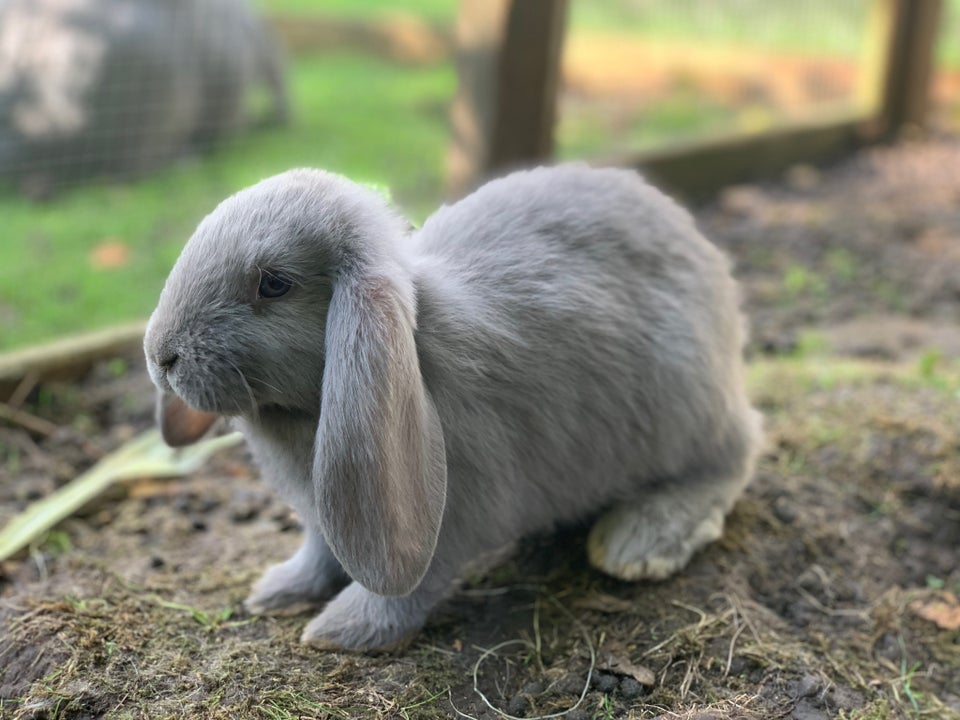 Kanin, Fransk vædder, 0 år