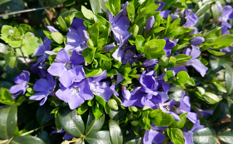 Vinca Minor, Bunddække