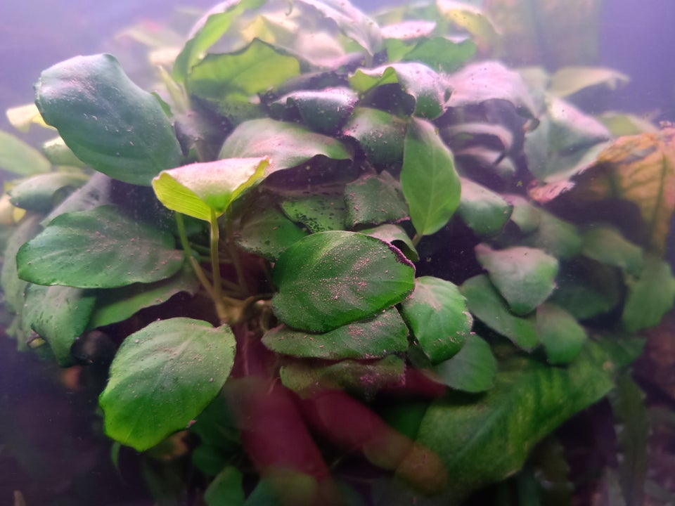 Stor akvarie plante, 1 stk.