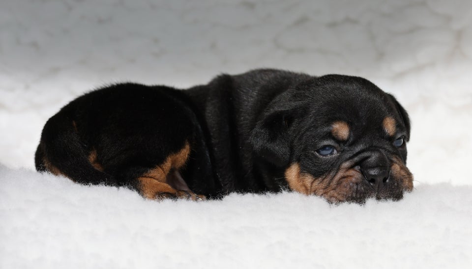 Old english bulldog flere hvalpe