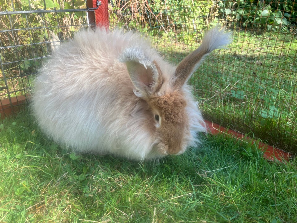 Kanin, Angora, 1 år