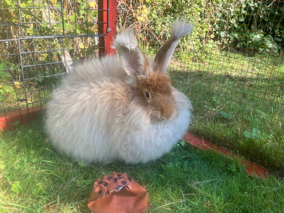 Kanin, Angora, 1 år