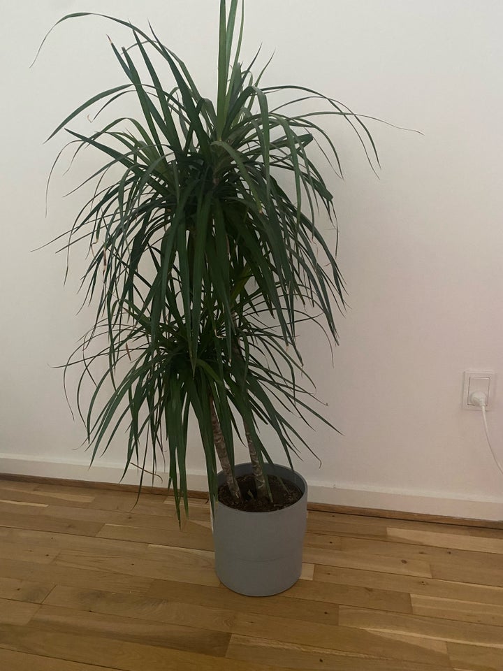 dracena palm