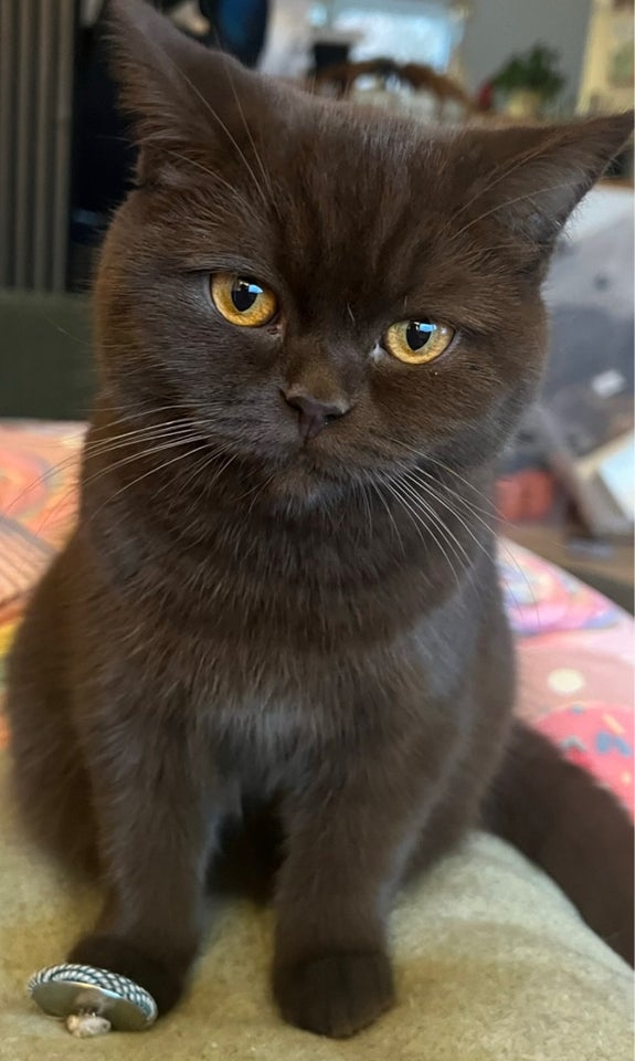 British Shorthair flere