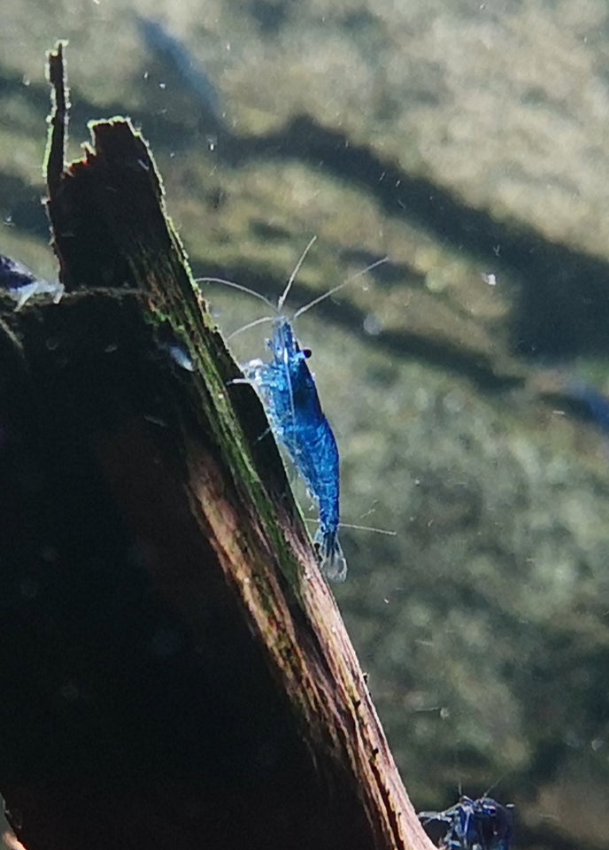 Neocaridina Davidii, Blue Dream