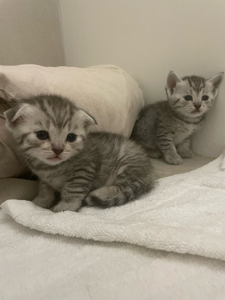 Scottish fold og British sh