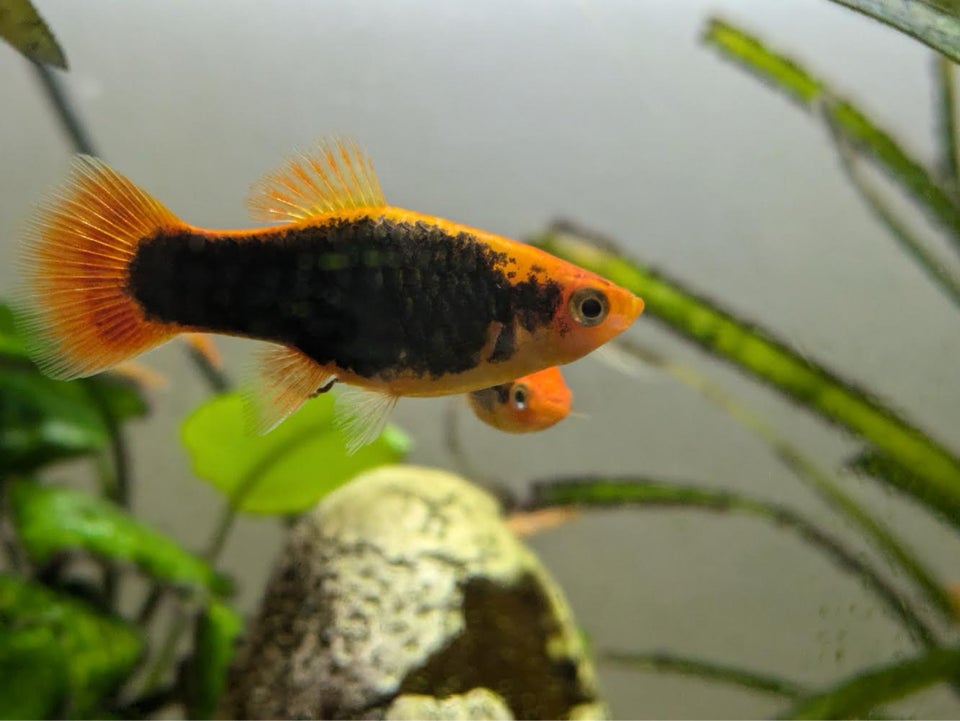 Platy orange tuxedo , 5 stk.