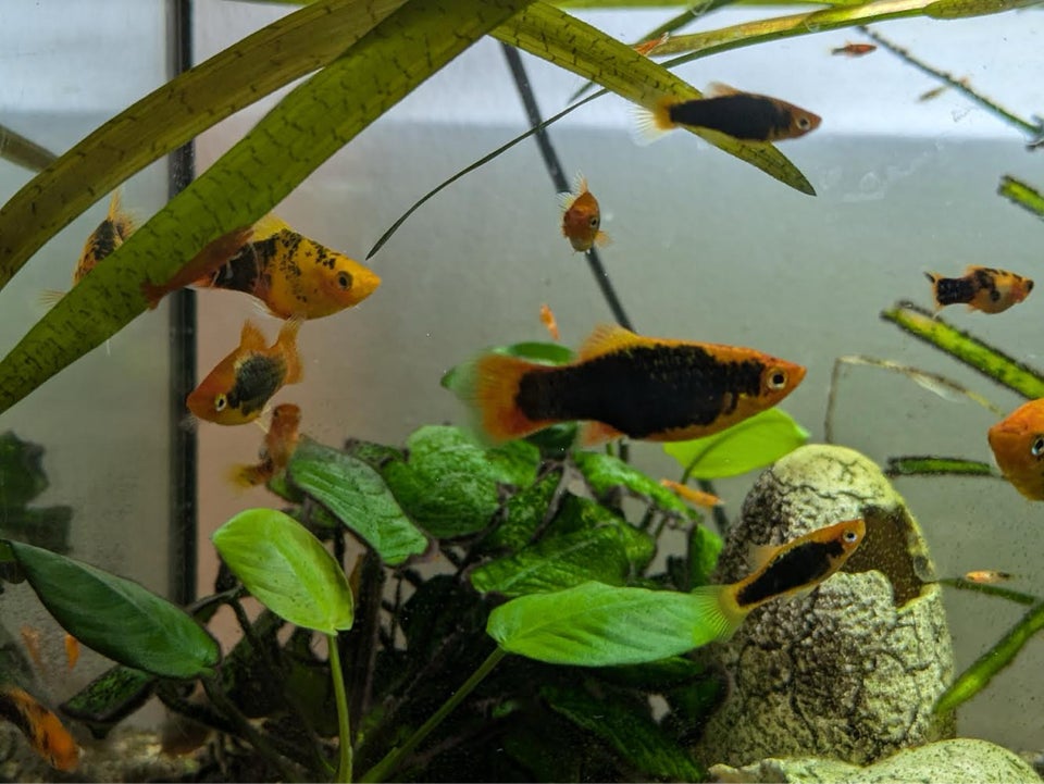 Platy orange tuxedo , 5 stk.