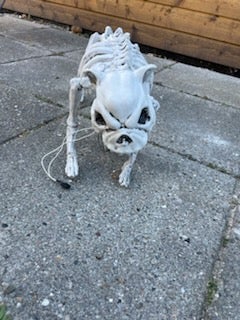 Andet Halloween skelet hund med