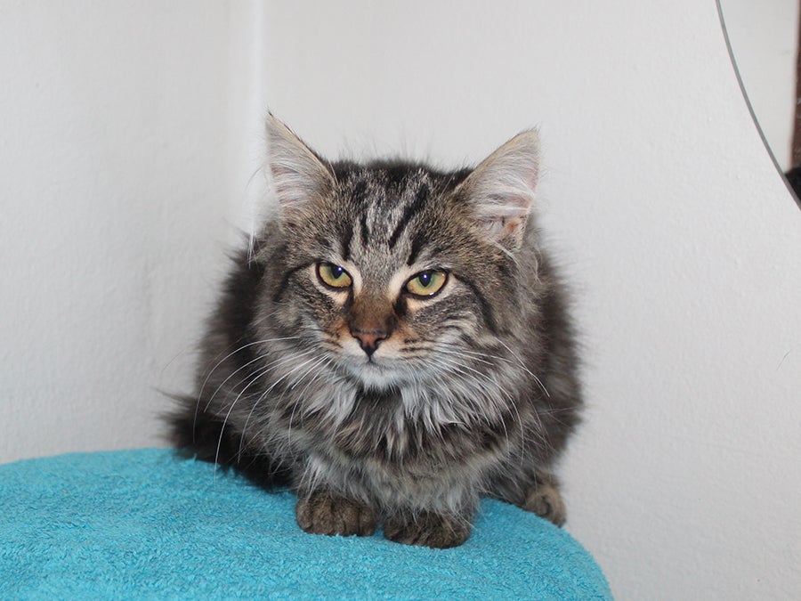 Hunkilling, Main Coon blanding, 12