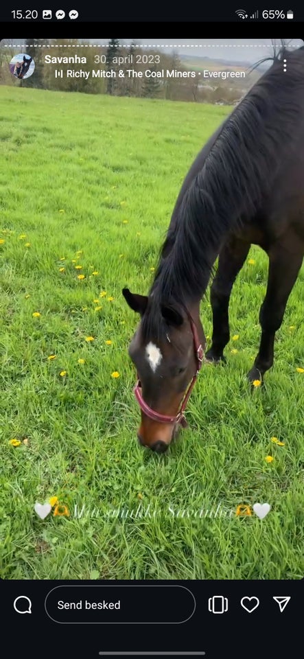 Dansk Varmblod, hoppe, 17 år