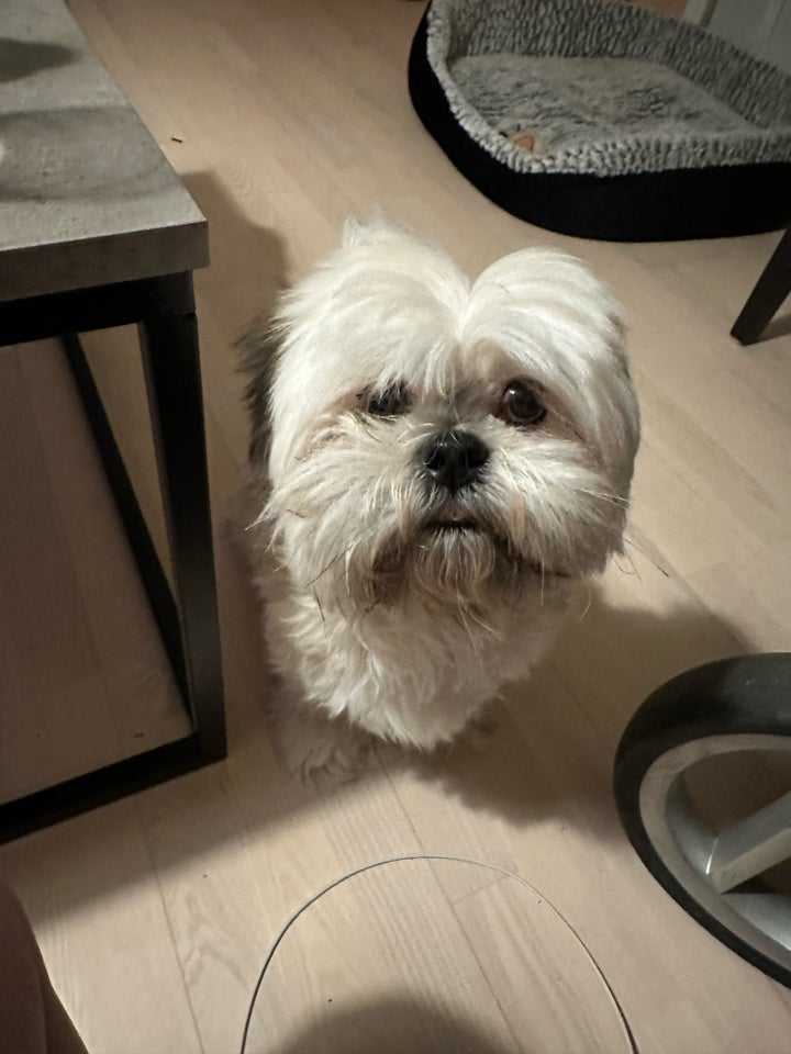 Lhasa apso/shih tzu hvalpe 5 uger