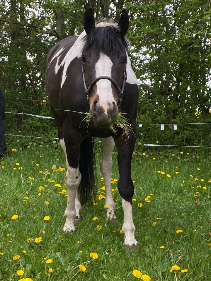 Pinto vallak 8 år