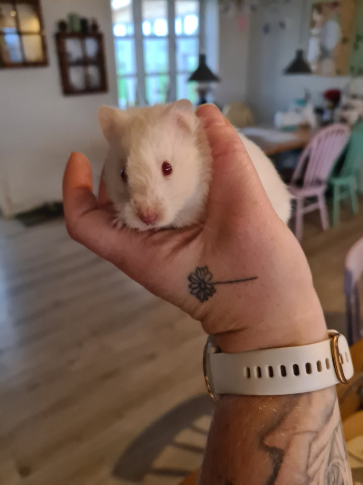 Hamster, Guldhamster , 0 år