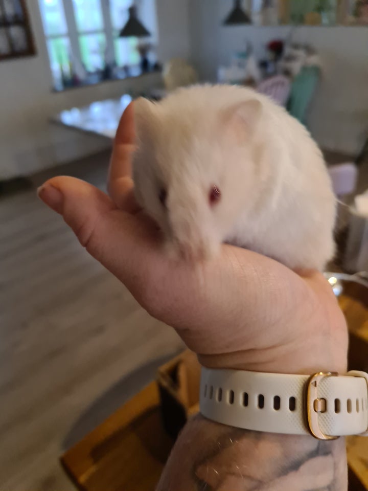 Hamster, Guldhamster , 0 år