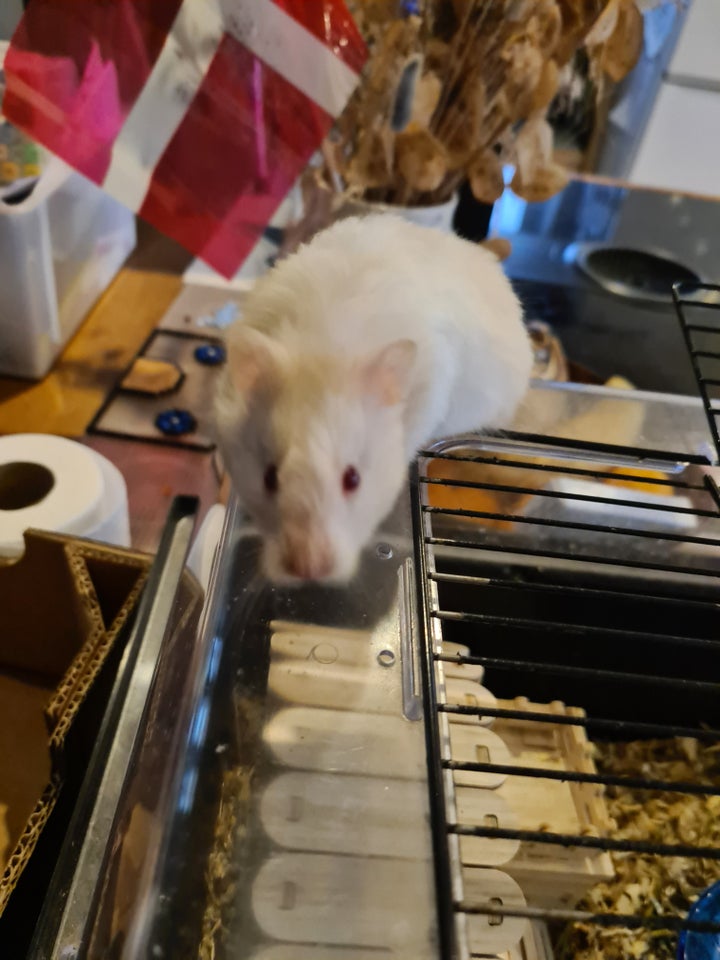 Hamster, Guldhamster , 0 år