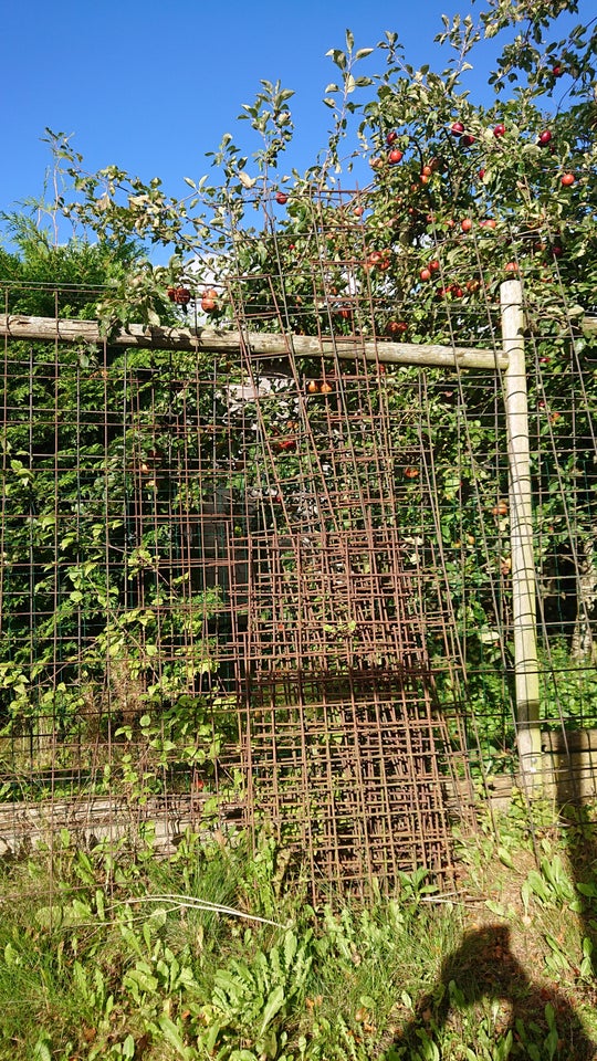 Rionet til espalier