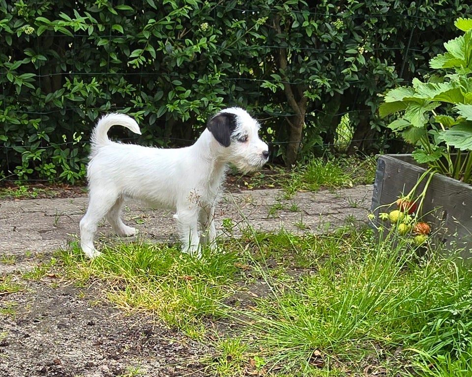 Parson russell terrier tæve