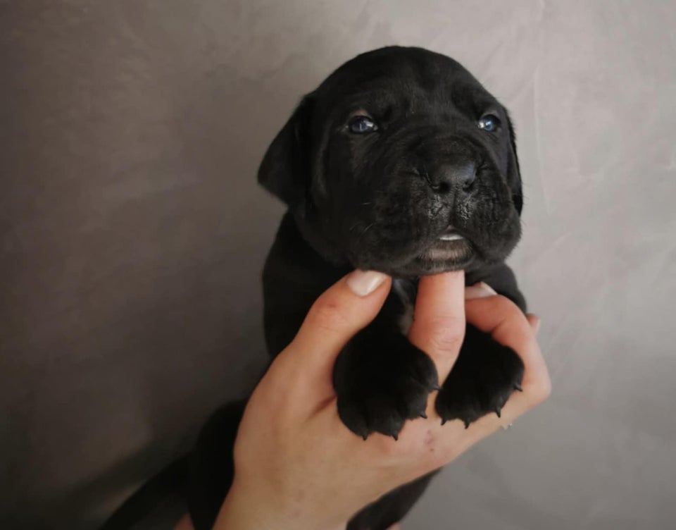 Cane Corso FCI