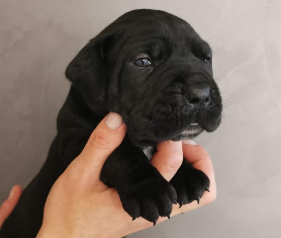 Cane Corso FCI