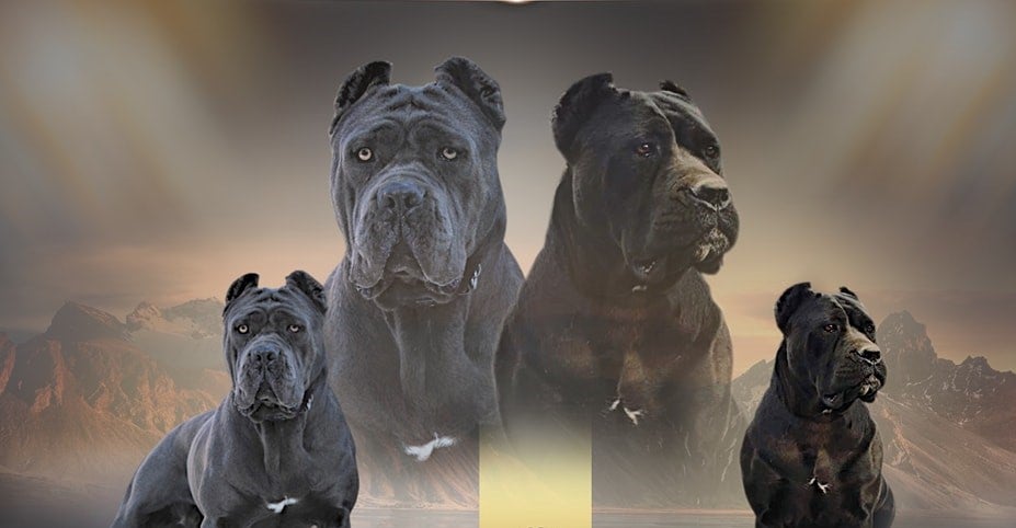 Cane Corso FCI