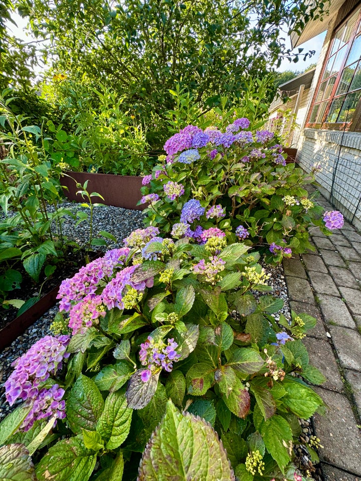 Hortensia XL Hortensia