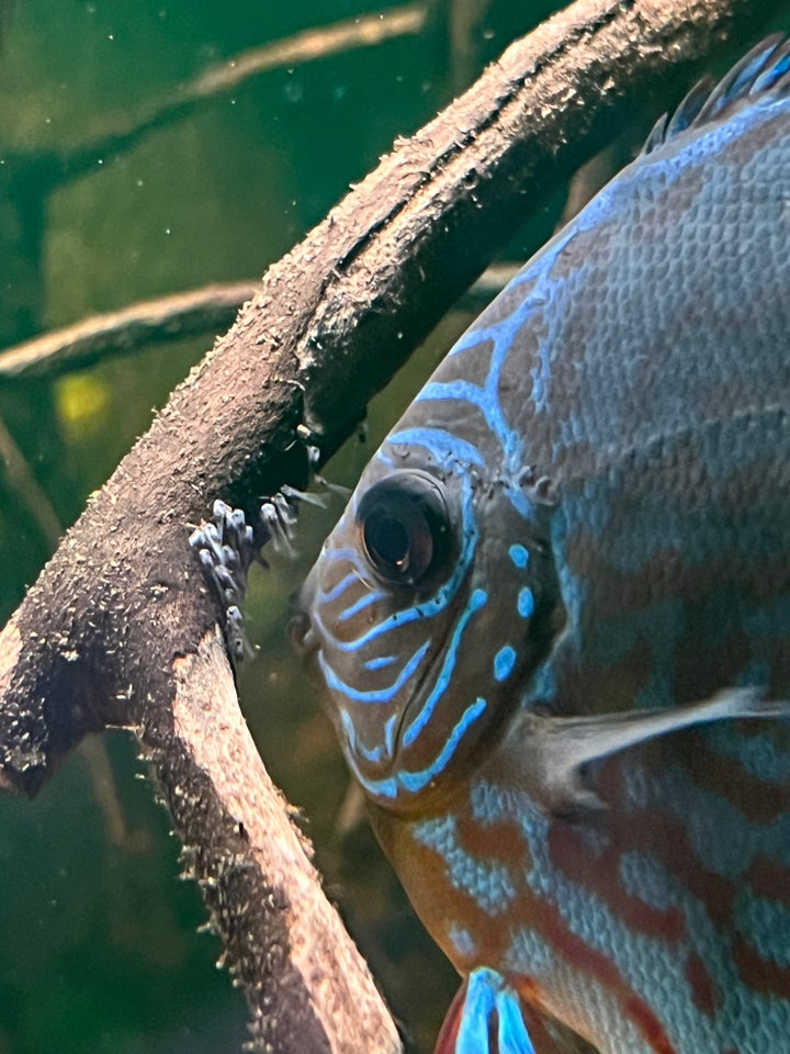 Red Turquoise Discus, Blue Base,