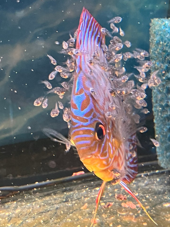 Red Turquoise Discus, Blue Base,