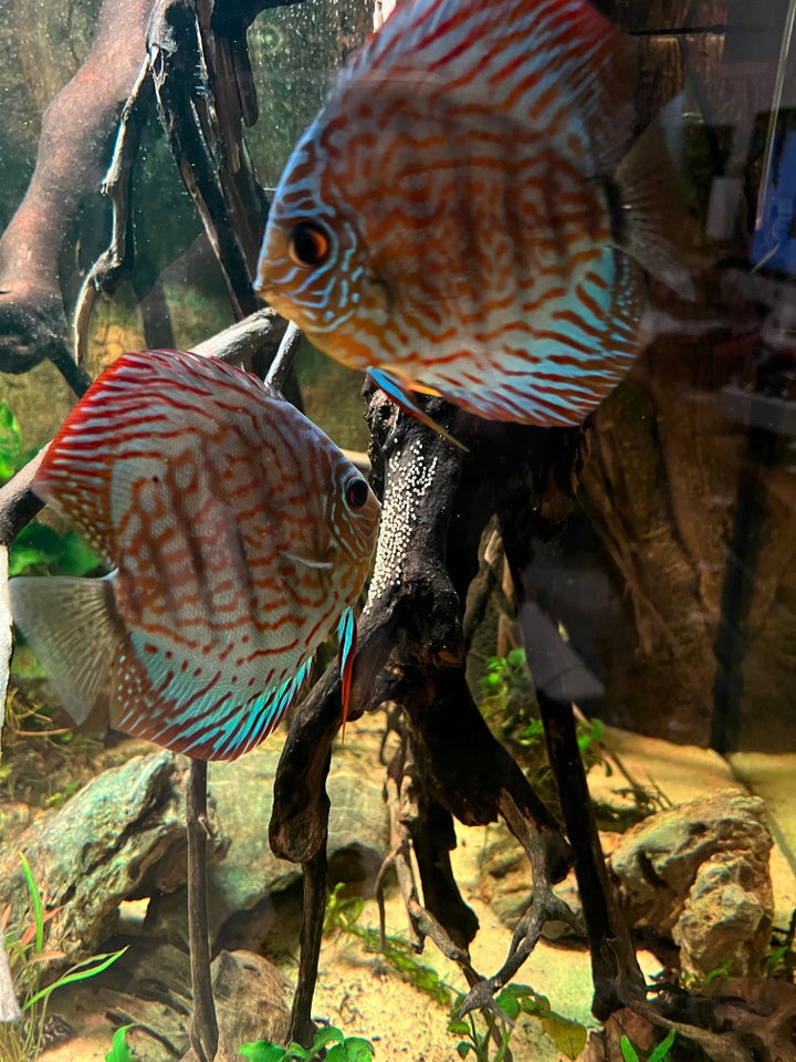 Red Turquoise Discus, Blue Base,