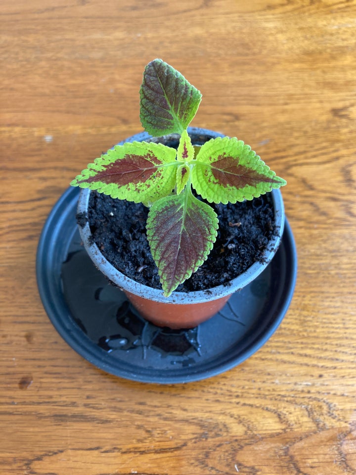 Paletblad, Coleus