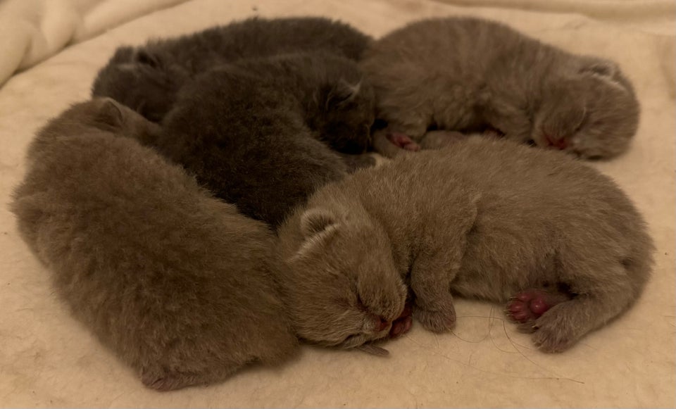 British Shorthair flere