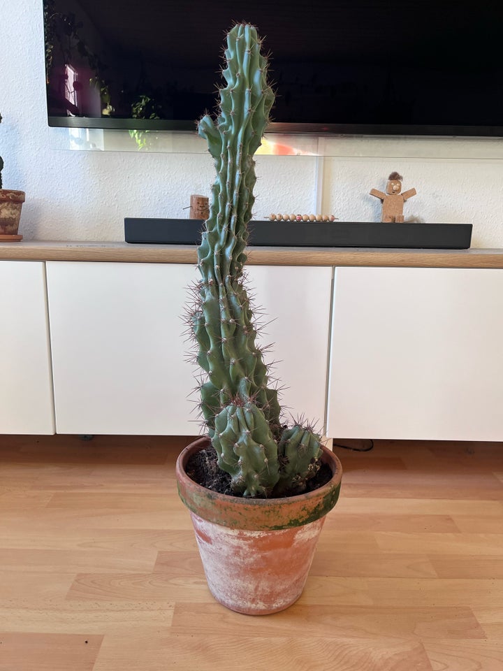 Kaktus , Cereus jamacaru f.