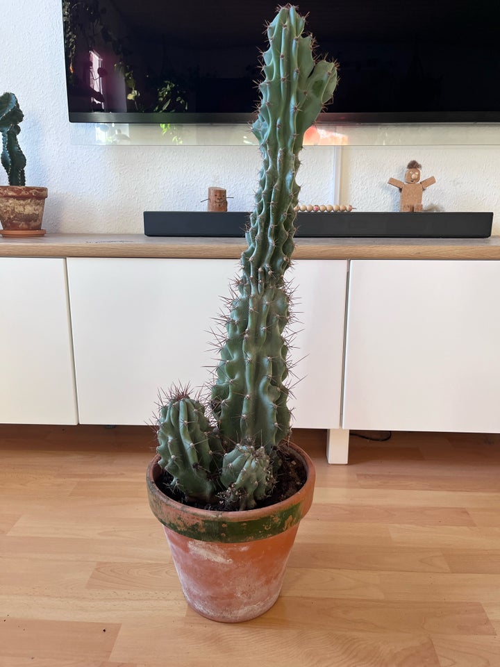 Kaktus , Cereus jamacaru f.