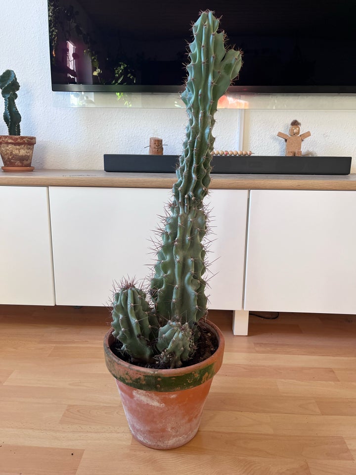 Kaktus , Cereus jamacaru f.