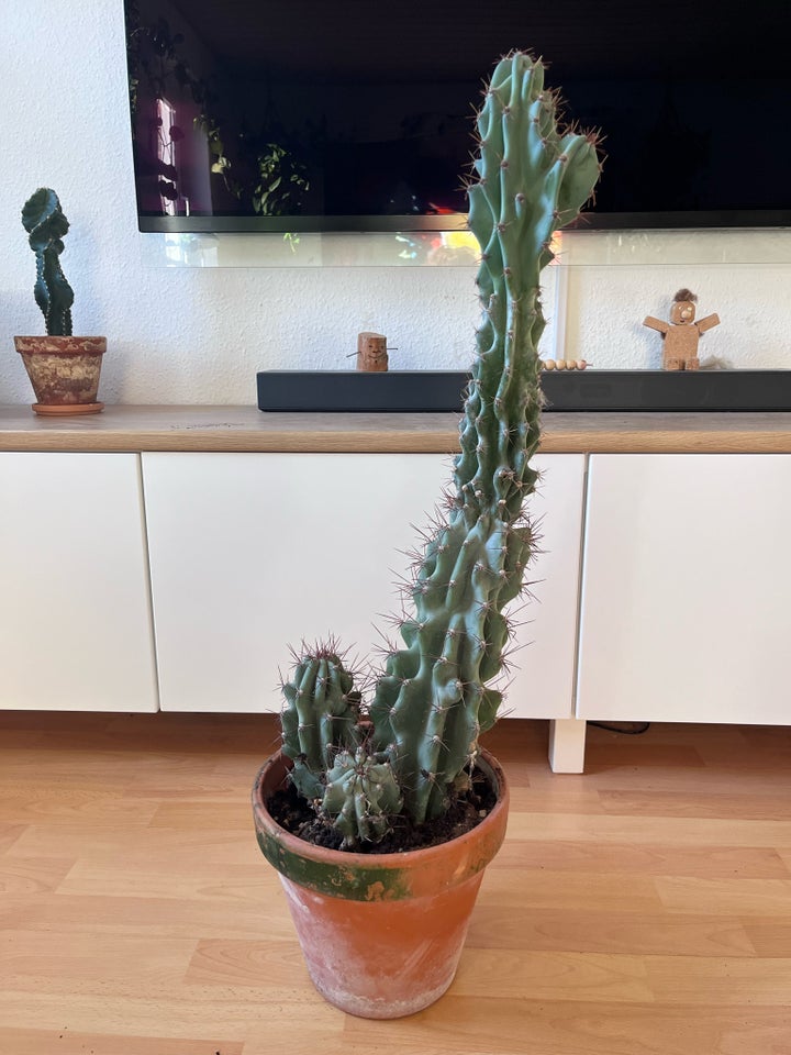 Kaktus , Cereus jamacaru f.