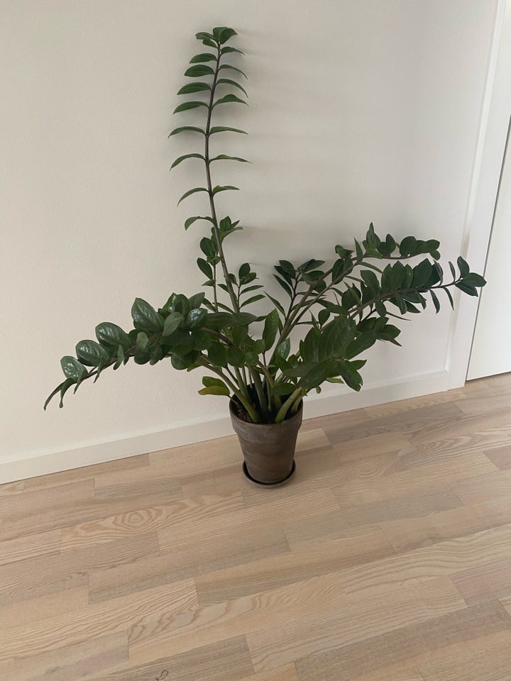 Lykkebregne, Zamioculcas