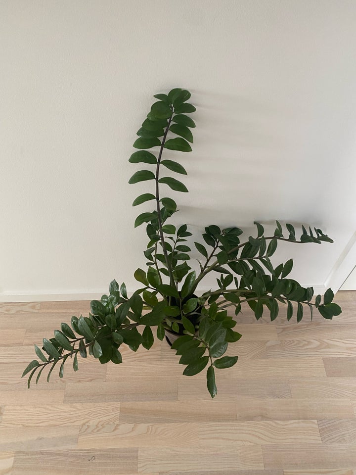 Lykkebregne, Zamioculcas