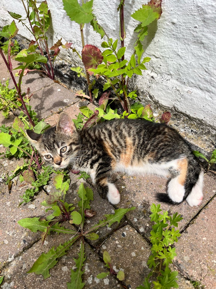 Hunkat Gårdkatte 12 uger